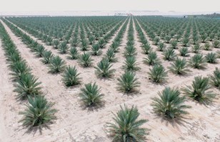OBBC Spotlight On Date Palm and Food Security